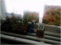 Огород на окне